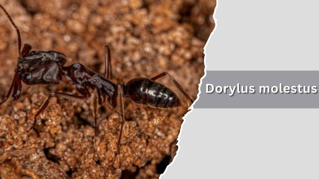 Dorylus molestus