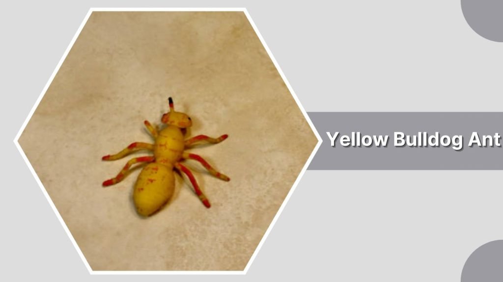Yellow Bulldog Ant