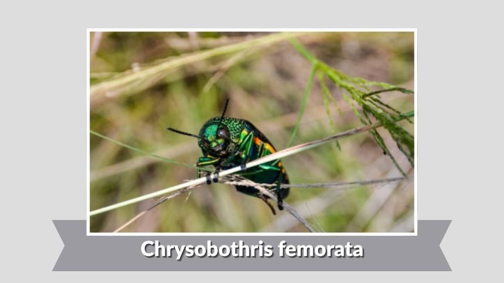 Chrysobothris femorata