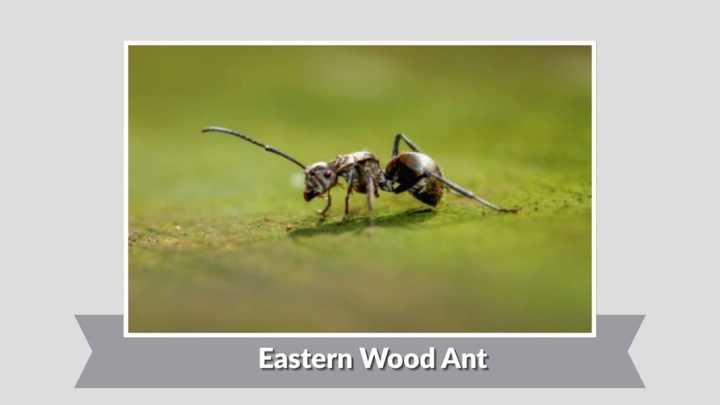 Eastern Wood Ant
