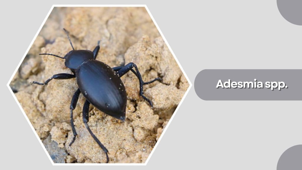  Adesmia spp.