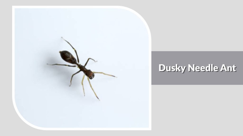 Dusky Needle Ant