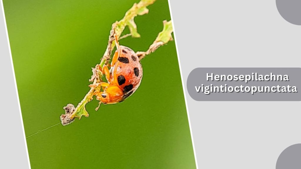 Henosepilachna vigintioctopunctata
