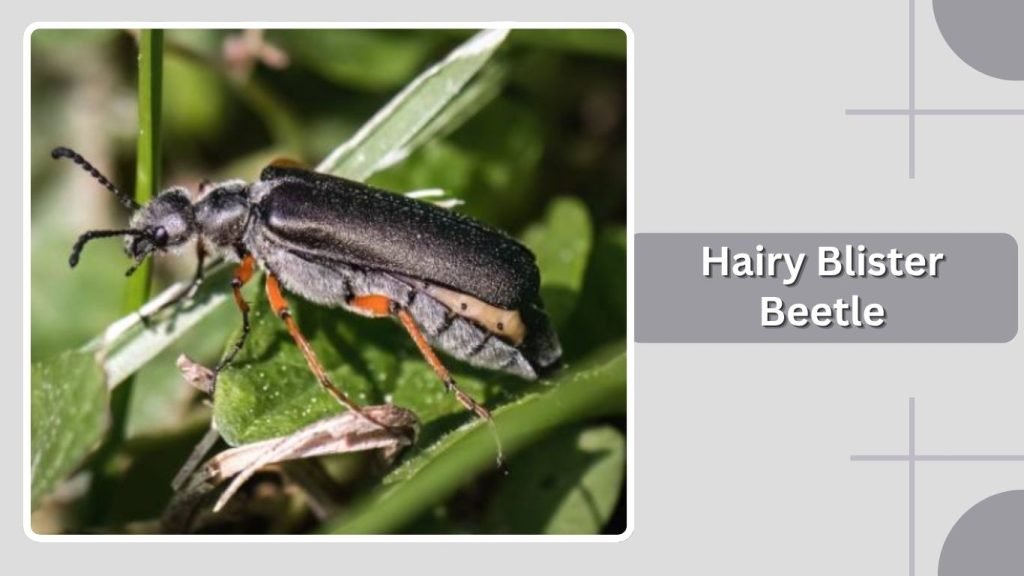 Hairy Blister Beetle