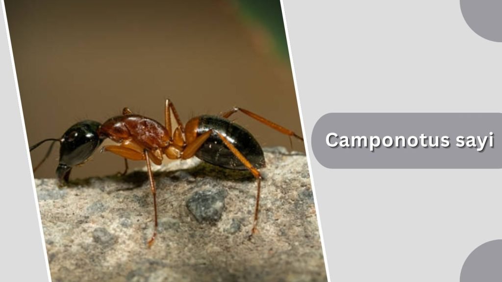 Camponotus sayi