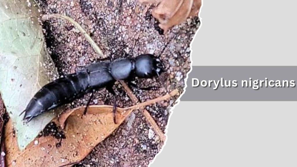  Dorylus nigricans