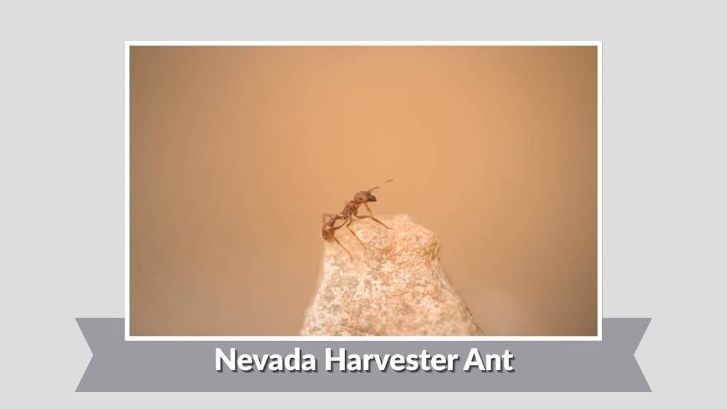  Nevada Harvester Ant