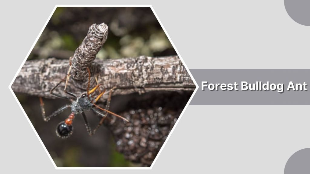 Forest Bulldog Ant