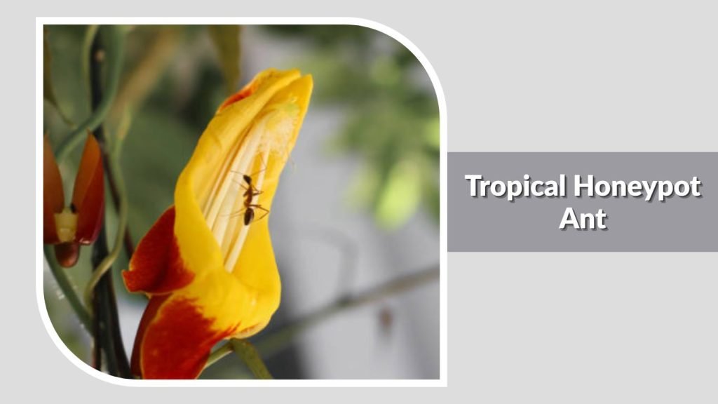 Tropical Honeypot Ant