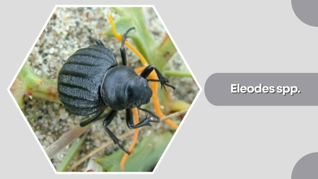  Eleodes spp.