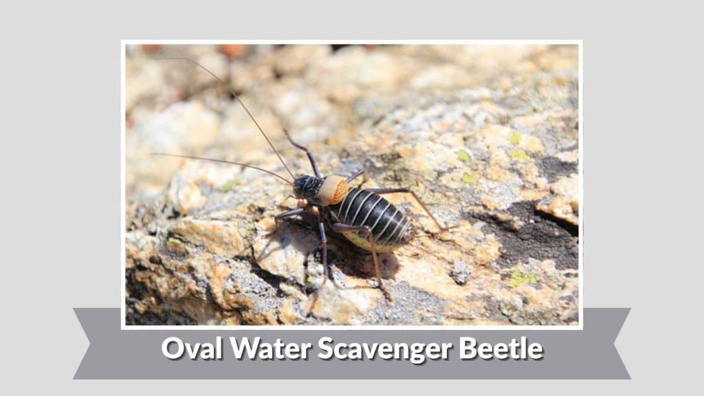Oval Water Scavenger Beetle