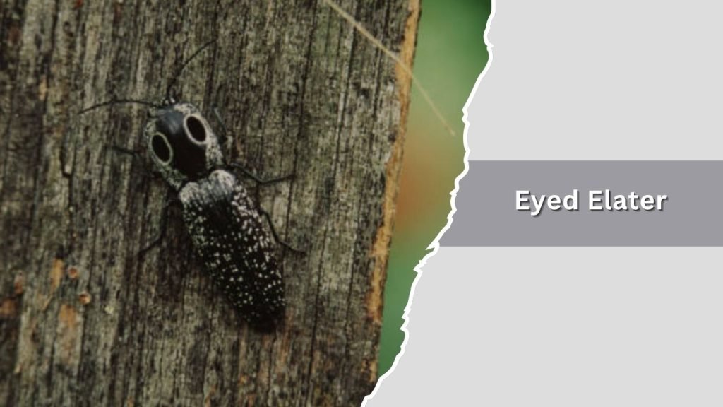 Eyed Elater