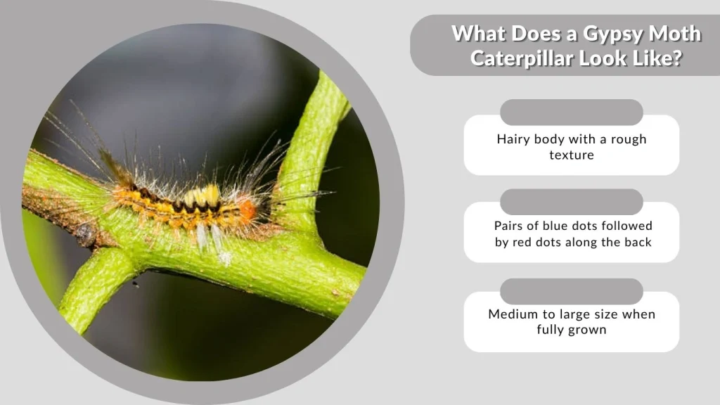 What Does a Gypsy Moth Caterpillar Look Like?