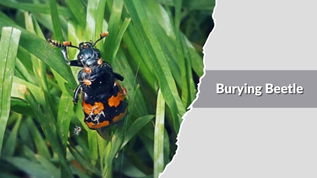 Burying Beetle