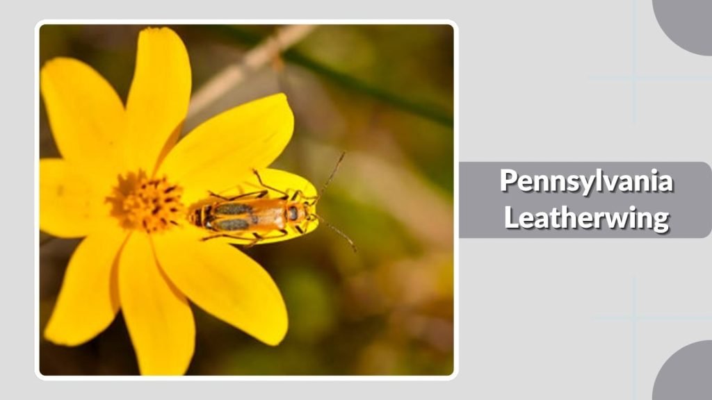  Pennsylvania Leatherwing