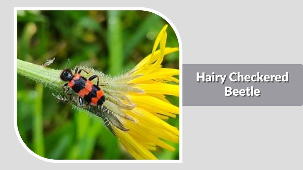 Hairy Checkered Beetle