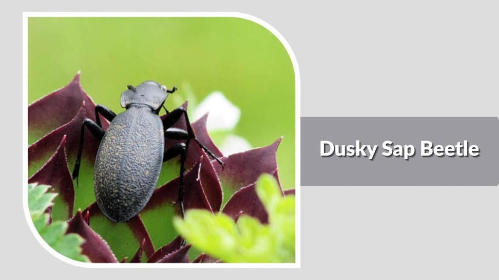 Dusky Sap Beetle
