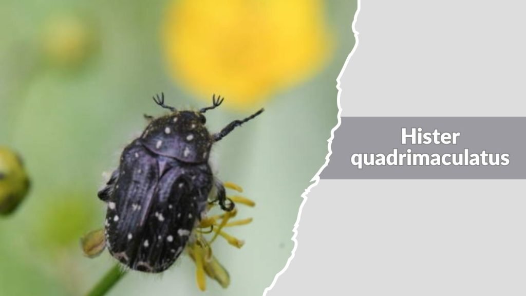 Hister quadrimaculatus