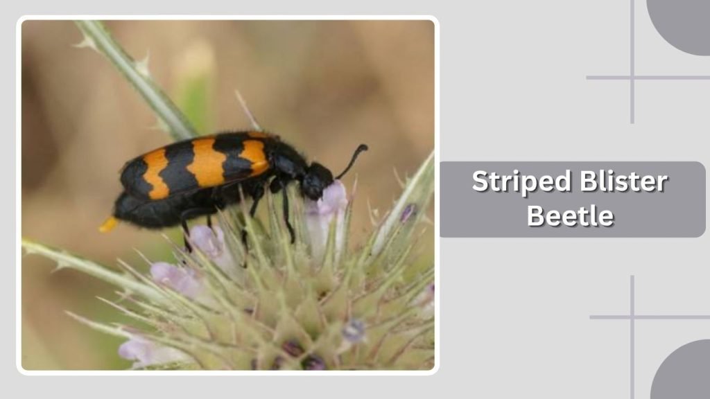 Striped Blister Beetle