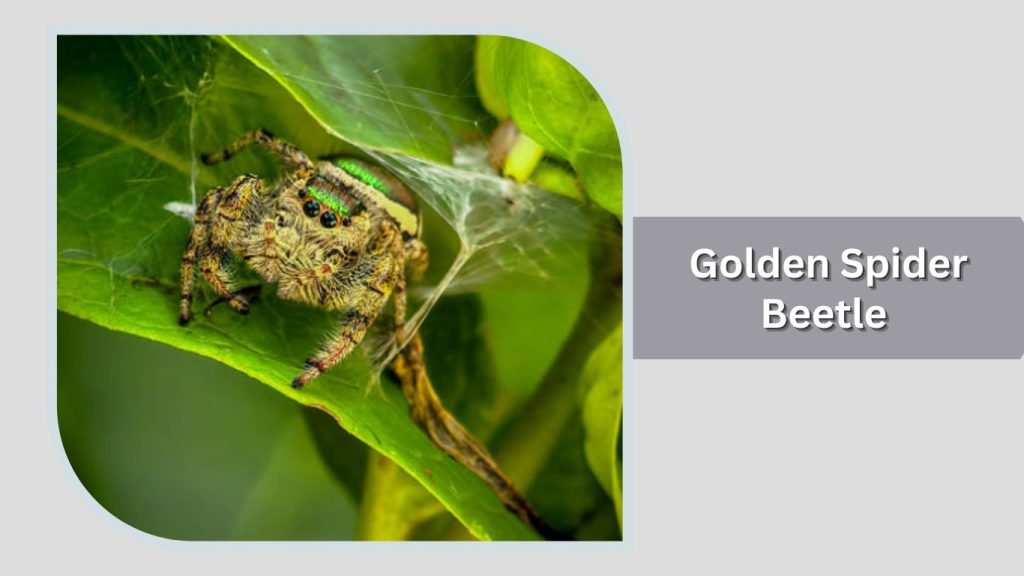 Golden Spider Beetle