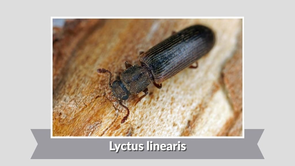 Lyctus linearis 