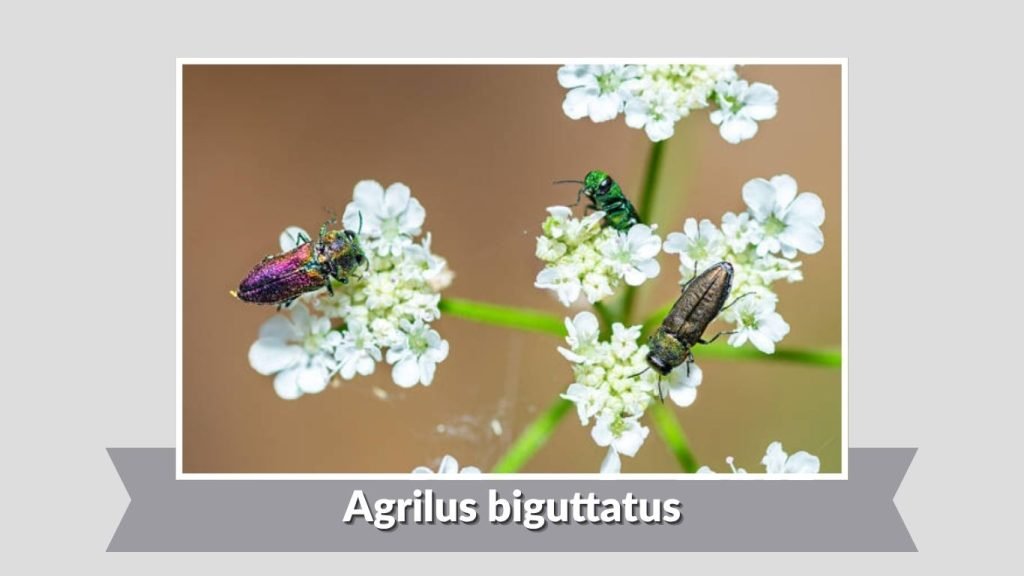 Agrilus biguttatus