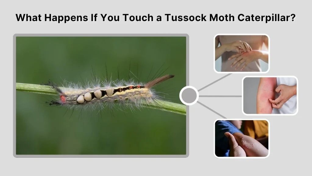 What Happens If You Touch a Tussock Moth Caterpillar?