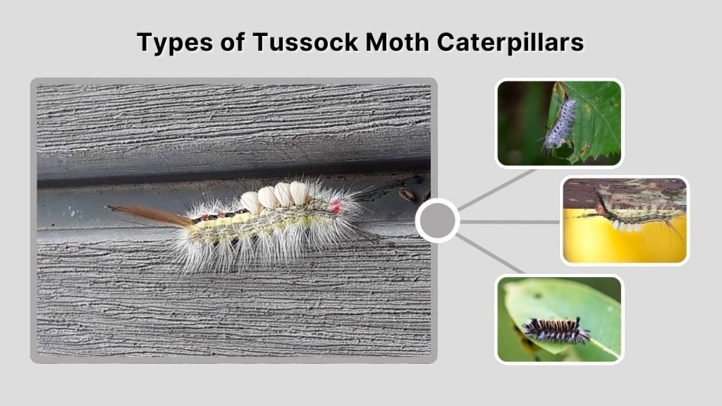 Types of Tussock Moth Caterpillars