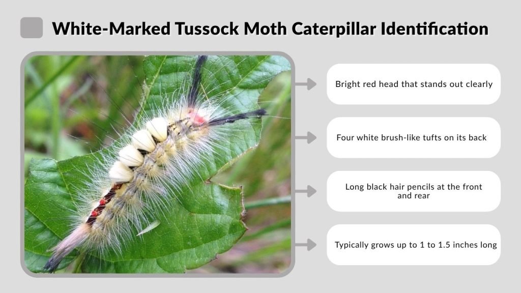 White-Marked Tussock Moth Caterpillar Identification