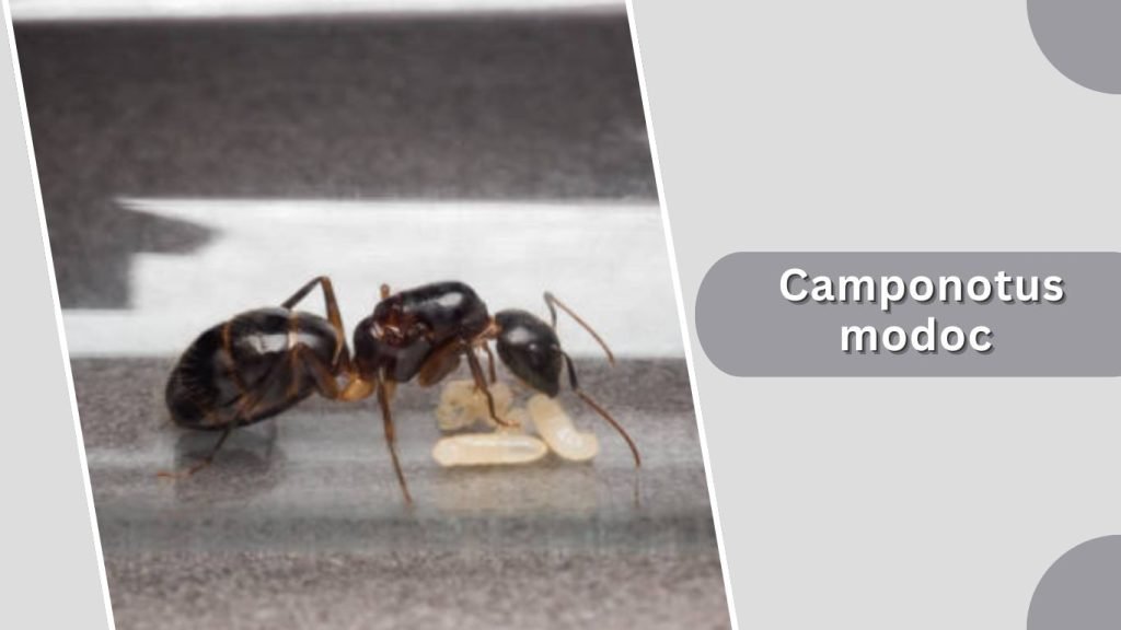 Camponotus modoc