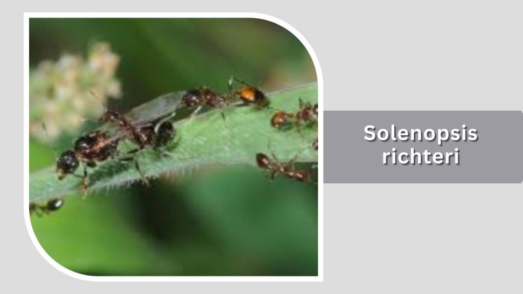 Solenopsis richteri