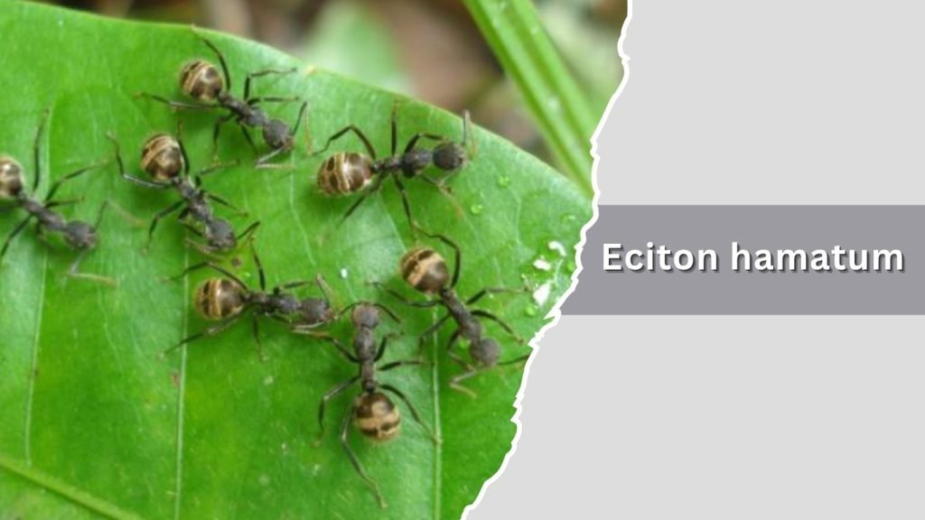 Eciton hamatum