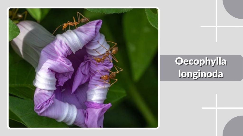 Oecophylla longinoda