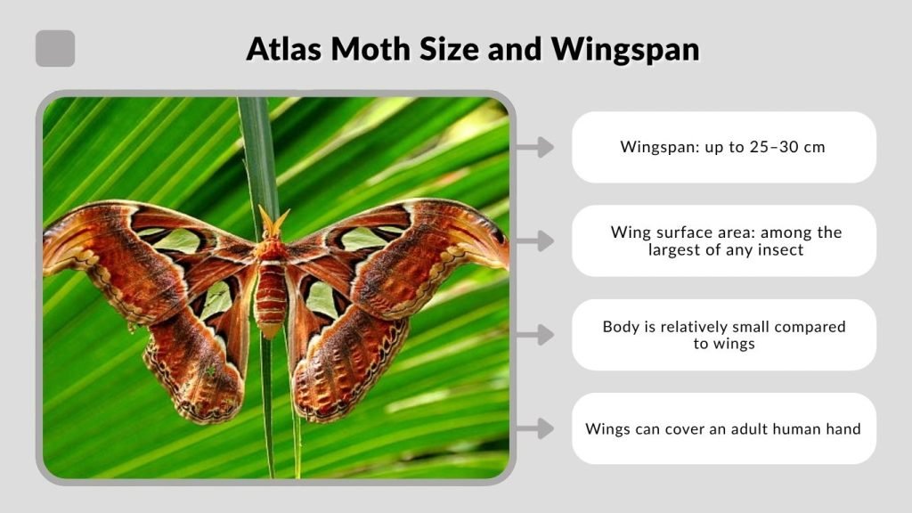 Atlas Moth Size and Wingspan