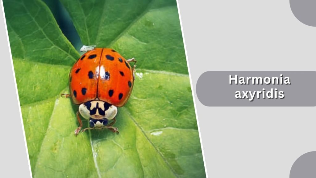 Harmonia axyridis