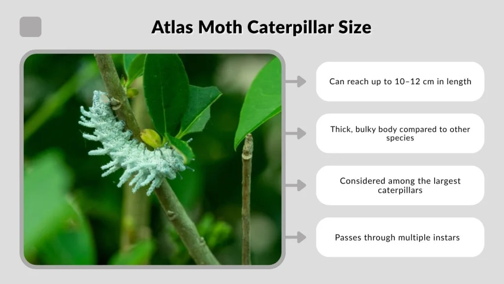 Atlas Moth Caterpillar Size