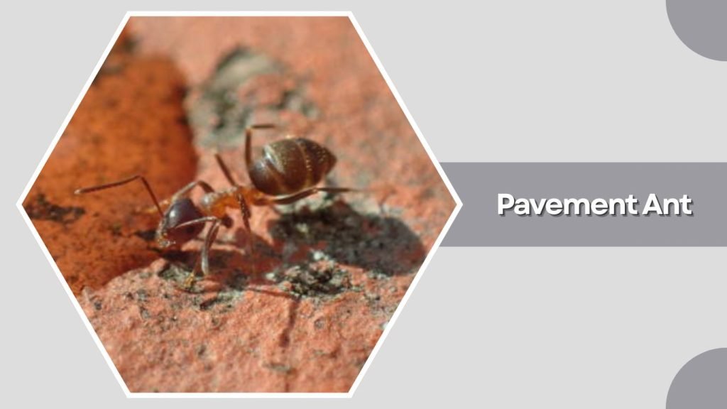 Pavement Ant