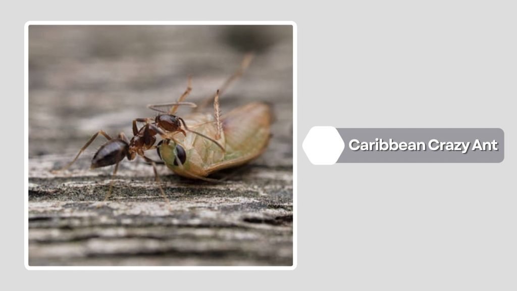 Caribbean Crazy Ant