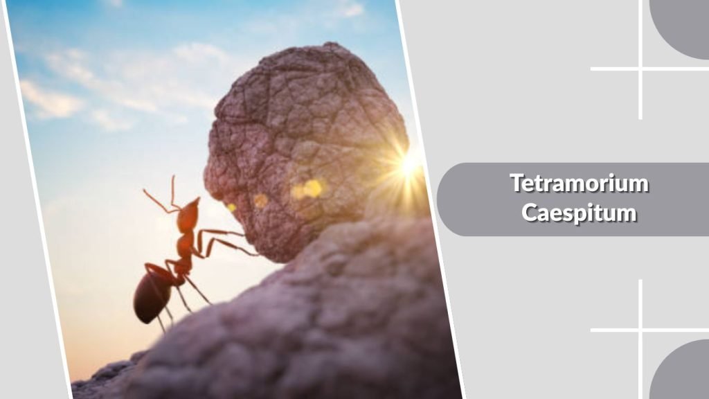 Tetramorium Caespitum