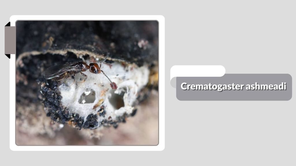 Crematogaster ashmeadi