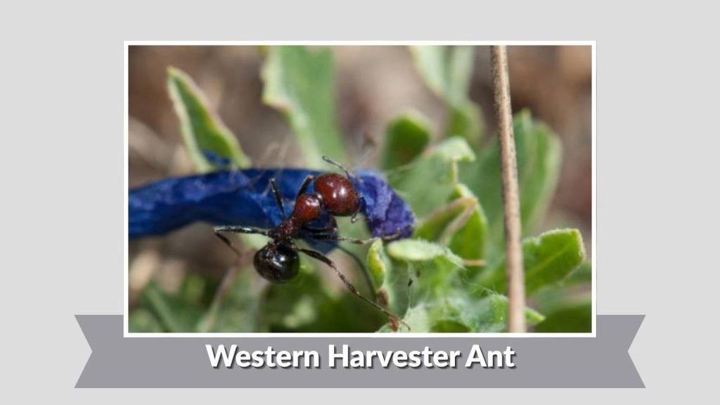 Western Harvester Ant