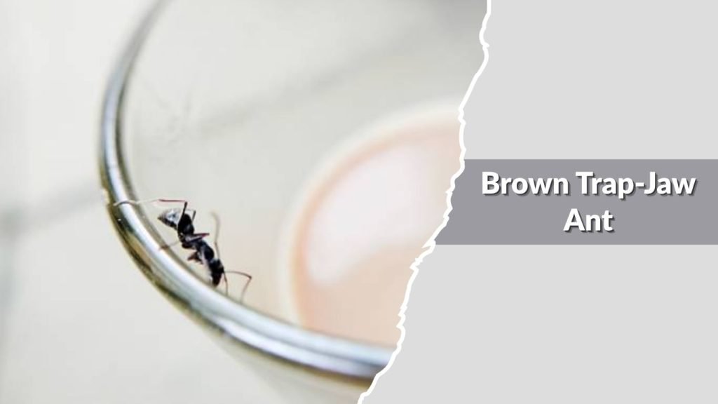 Brown Trap-Jaw Ant