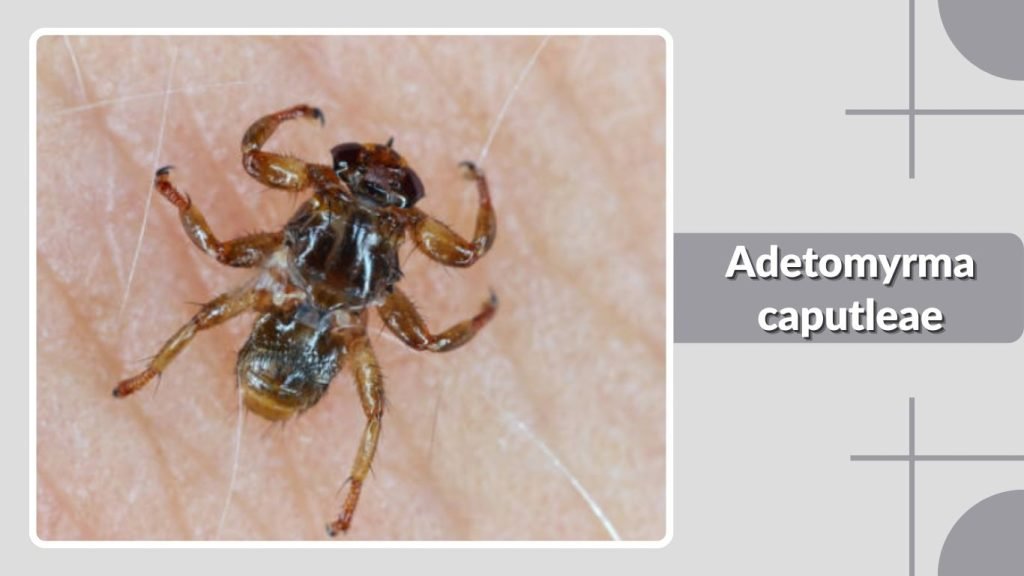 Adetomyrma caputleae