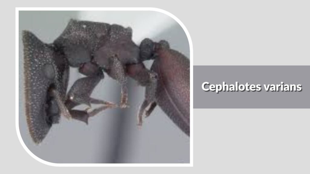 Cephalotes varians