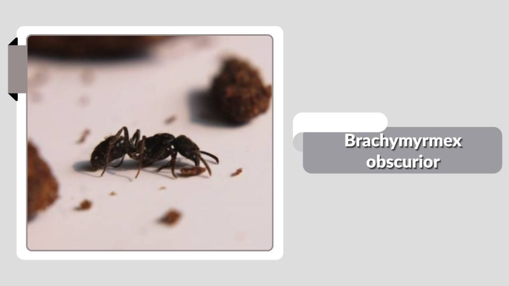 Brachymyrmex obscurior