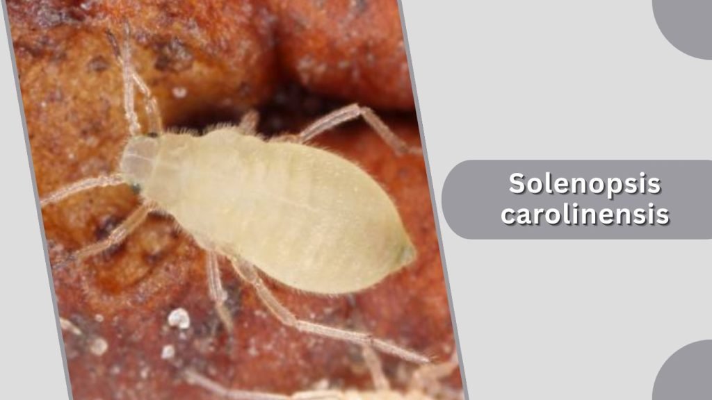 Solenopsis carolinensis