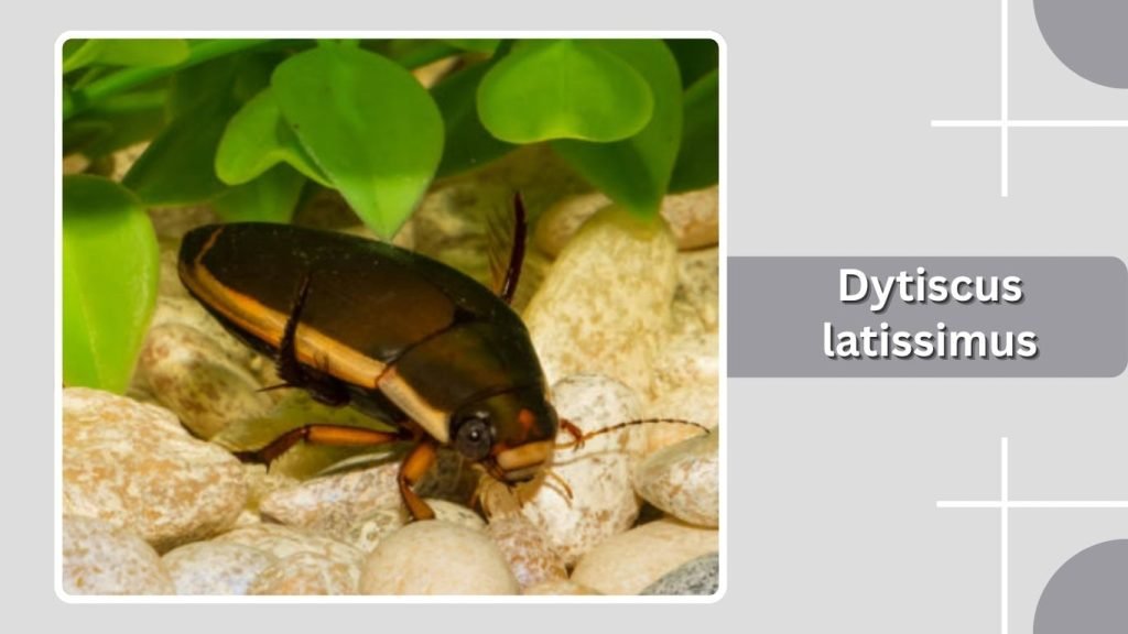 Dytiscus latissimus