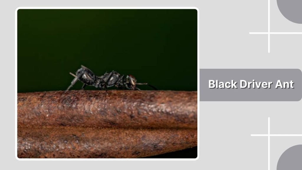 Black Driver Ant
