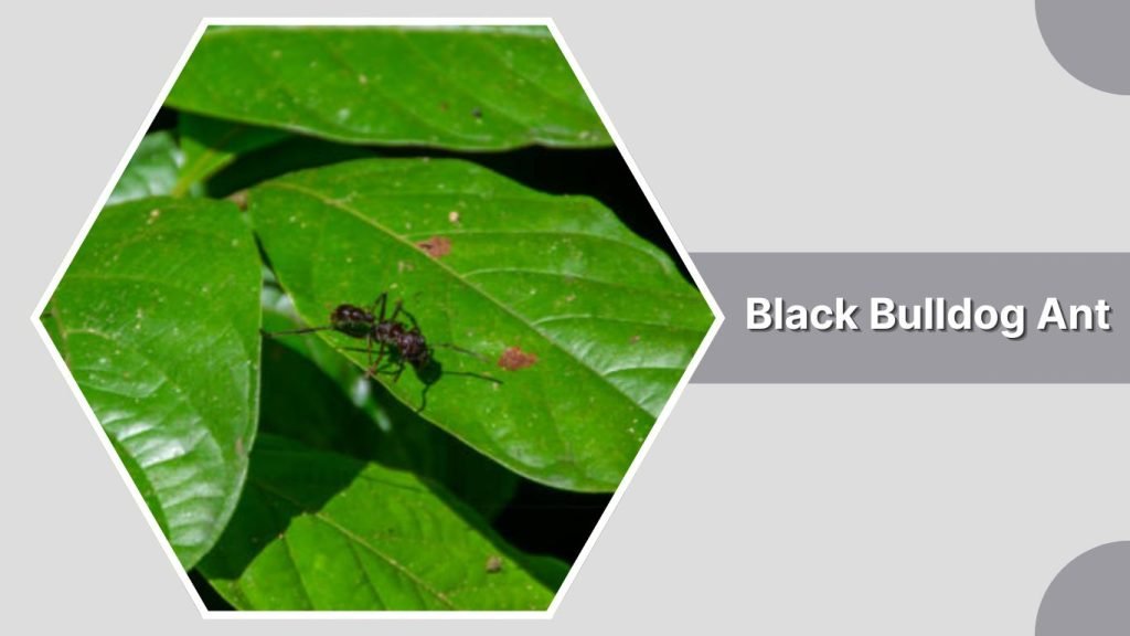 Black Bulldog Ant