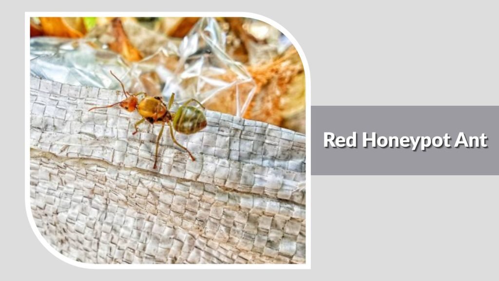 Red Honeypot Ant